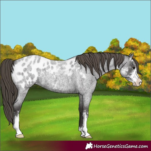 Horse Color:Smoky Blue Roan Sabino Blanket