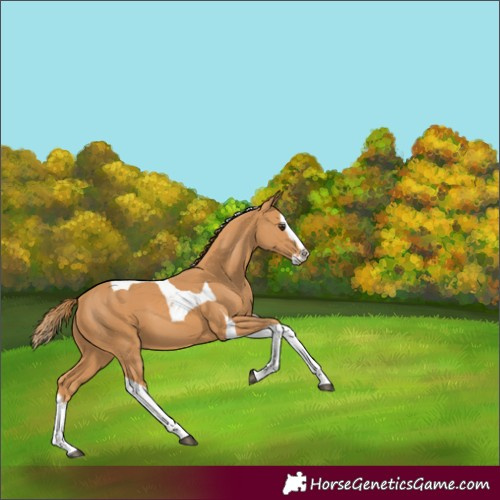 Horse Color:Chestnut Splash Tobiano