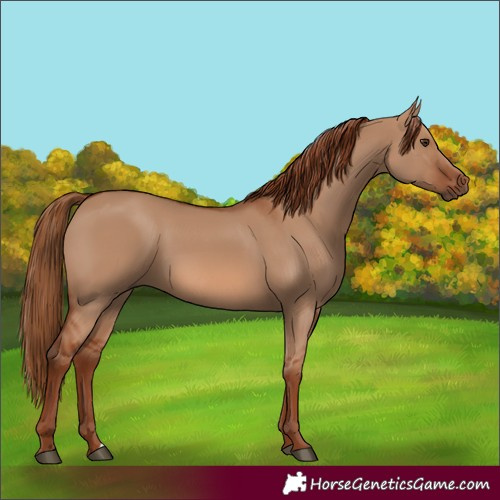 Horse Color:Unknown 
