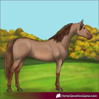 Horse Color:Red Dun 