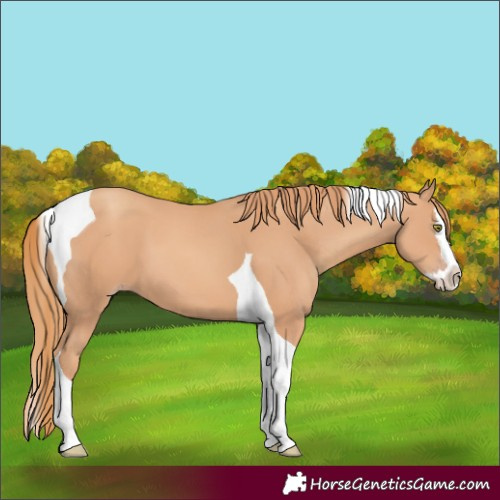 Horse Color:Gold Champagne Splash Tobiano