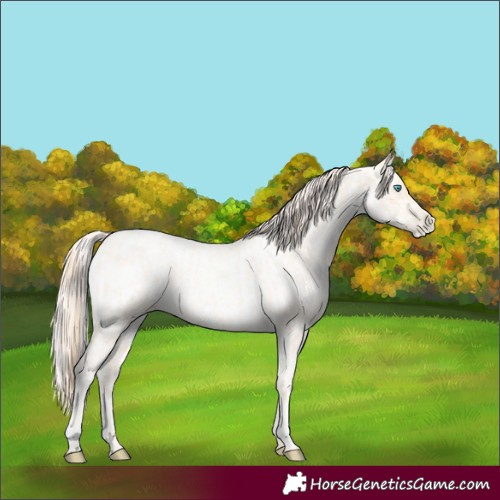 Horse Color:Buckskin Roan Pearl  and Amber Cream Champagne Roan Pearl 