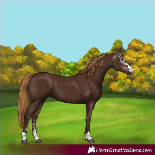 Horse Color:Gray Chestnut 