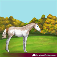 Horse Color:Red Roan Splash Frame 