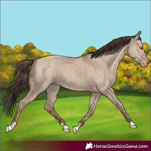 Horse Color:Classic Champagne Dun 