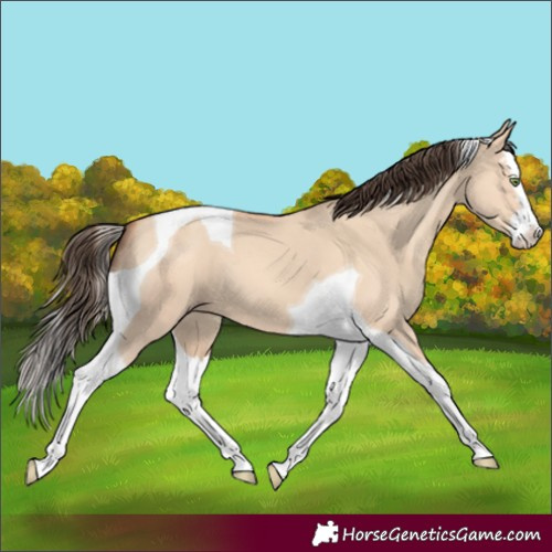 Horse Color:Amber Champagne Dun Splash Tobiano 
