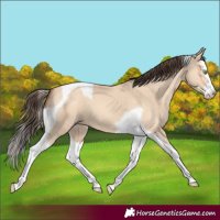 Horse Color:Amber Champagne Dun Splash Tobiano 