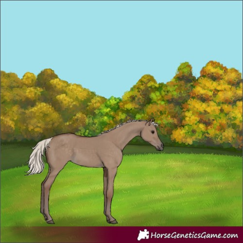 Horse Color:Silver Grullo