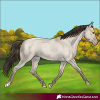Horse Color:Classic Champagne Roan Dun