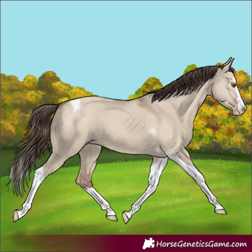 Horse Color:Classic Champagne Dun Splash Tobiano 