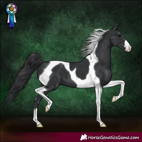 Horse Color:Black Tobiano 