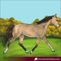Horse Color:Buckskin Dun Tobiano 