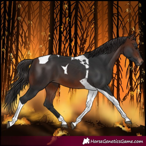 Horse Color:Brown Tobiano