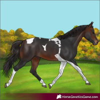 Horse Color:Brown Tobiano 