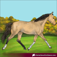 Horse Color:Buckskin Dun Tobiano