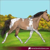 Horse Color:Bay Dun Tobiano