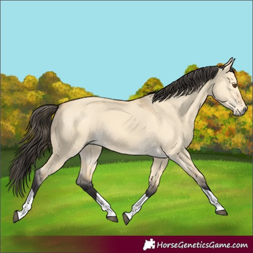 Horse Color:Buckskin Dun Tobiano