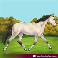 Horse Color:Buckskin Dun Tobiano 