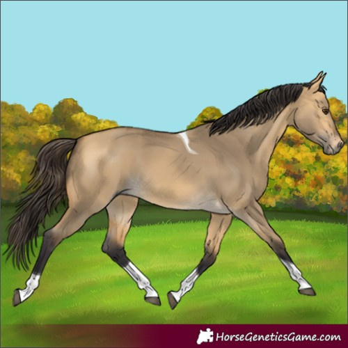 Horse Color:Buckskin Dun Tobiano 
