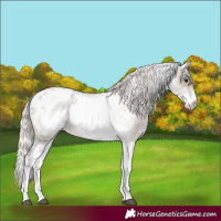 Horse Color:White Spotted Silver Grullo Roan Blanket Rabicano