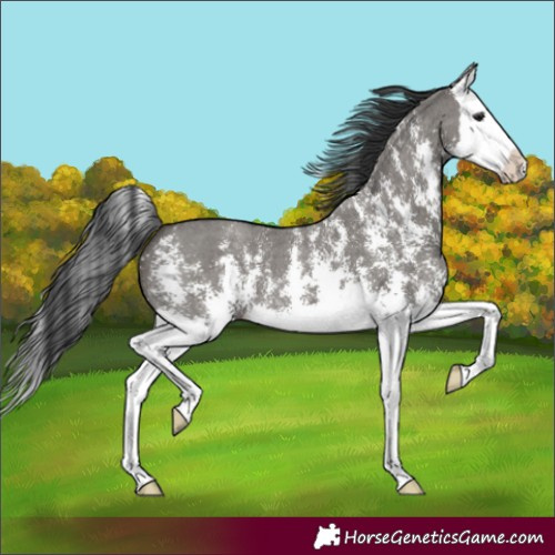Horse Color:Grullo Sabino Splash 