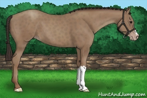 Horse Color:Classic Champagne 
