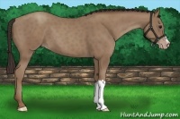 Horse Color:Classic Champagne 