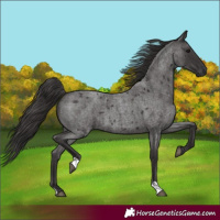 Horse Color:Smoky Blue Roan