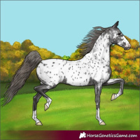 Horse Color:Smoky Black Appaloosa