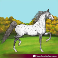 Horse Color:Smoky Black Appaloosa 