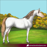 Horse Color:Bay Roan Pearl Dun Tobiano Near Leopard Rabicano 