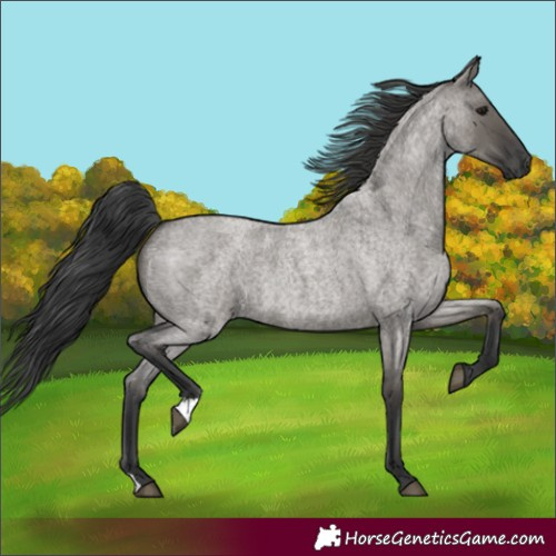 Horse Color:Grullo Roan 