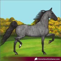 Horse Color:Smoky Blue Roan 