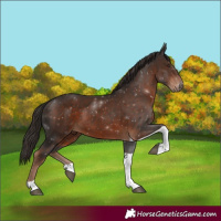 Horse Color:Liver Chestnut Tobiano Rabicano