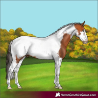 Horse Color:Bay Tobiano Frame 