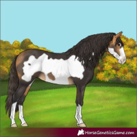 Horse Color:Buckskin Frame 
