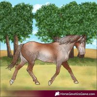 Horse Color:Gray Gold Champagne Rabicano