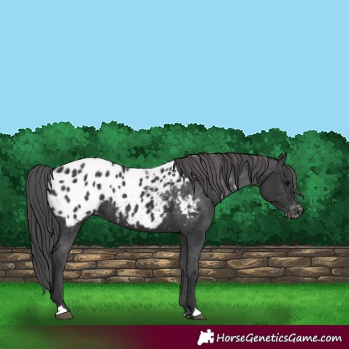 Horse Color:Black Appaloosa 