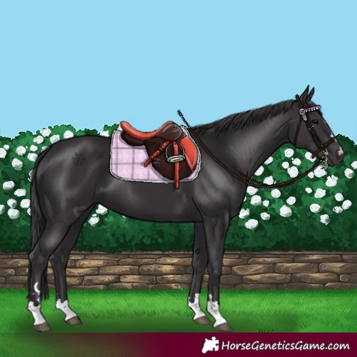 Horse Color:Smoky Black