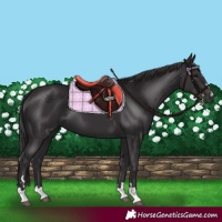 Horse Color:Smoky Black