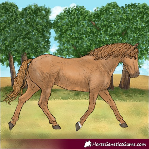 Horse Color:Chestnut 