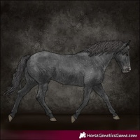Horse Color:Black Appaloosa