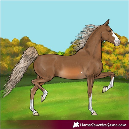 Horse Color:Chocolate Palomino