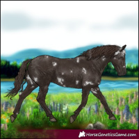 Horse Color:White Spotted Liver Chestnut 