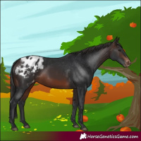 Horse Color:Brown Appaloosa 