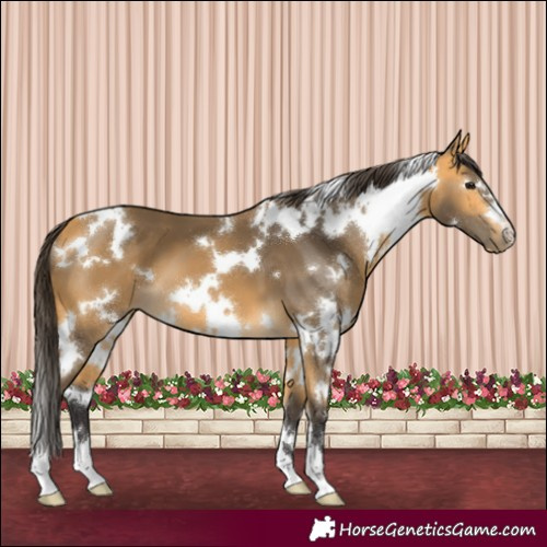 Horse Color:White Spotted Buckskin