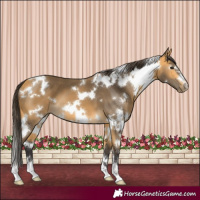 Horse Color:White Spotted Buckskin
