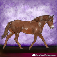 Horse Color:White Spotted Chestnut 