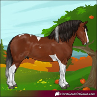Horse Color:Gray Bay Splash Tobiano