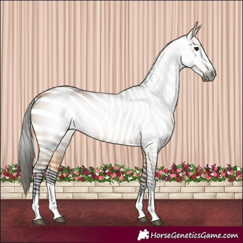 Horse Color:Gray Buckskin 